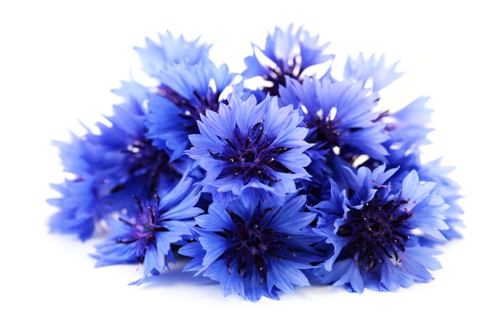 Cornflower Blue С†РІРµС‚